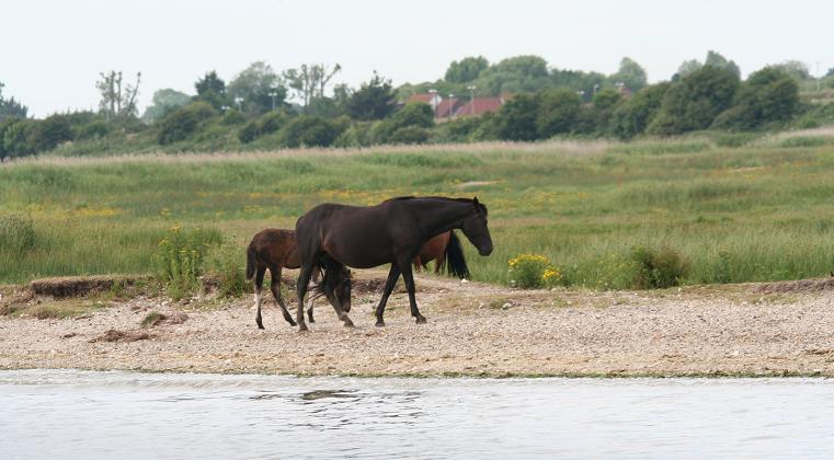 Horses on Stanpit Marsh